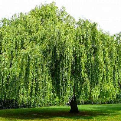 willow tree - plant