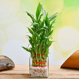 Wish Good Fortune with 3 Layer Lucky bamboo in Glass Vase with Pebbles