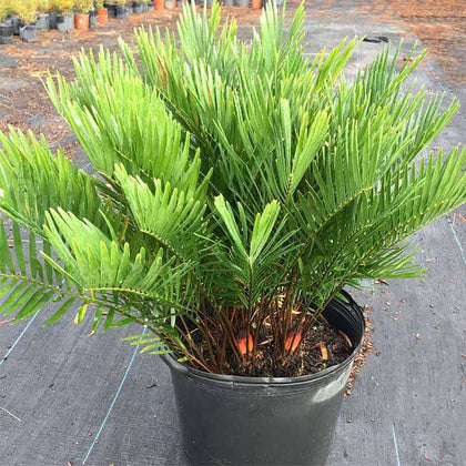 Buy Zamia pumila