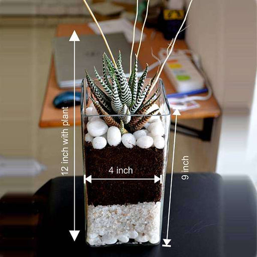 zebra cactus in cylindrical square glass pot (9in ht) - plant