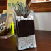 zebra cactus in cylindrical square glass pot (9in ht) - plant