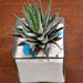 zebra cactus in white sand square glass pot (4in ht) - plant