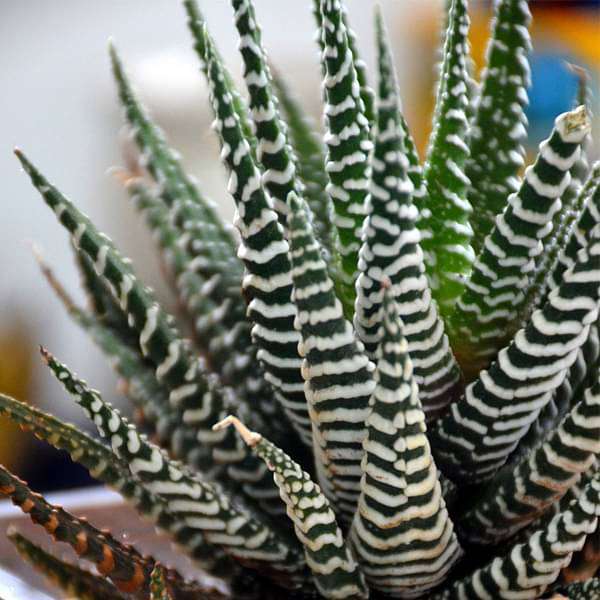 zebra cactus in white sand square glass pot (4in ht) - plant