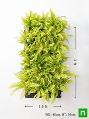 pleasing indoor vertical garden with golden fern plants 