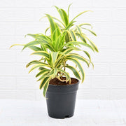 pleomele - plant