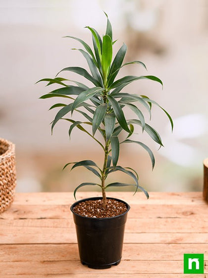 song of india plant fertilizer Buy Pleomele, Song of India (Green)