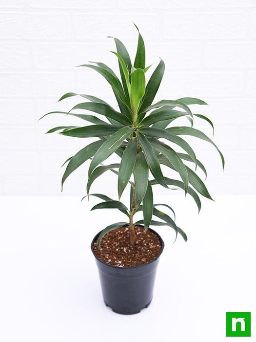 song of india plant fertilizer Buy Pleomele, Song of India (Green)