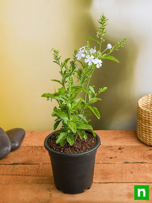 plumbago white - plant