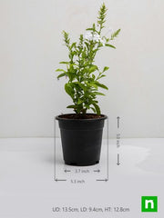 plumbago white - plant
