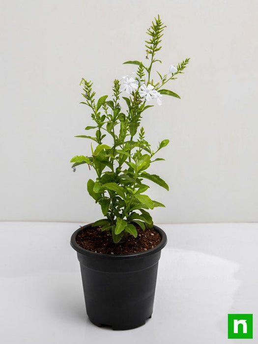 plumbago white - plant