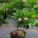 plumeria rubra hybrid - plant