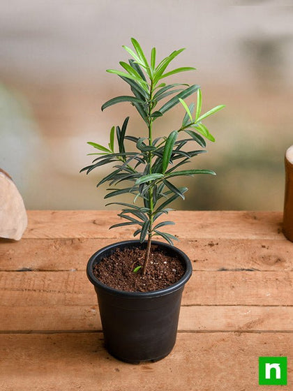 buddhist pine indoor plant Buy Podocarpus Macrophyllus, Buddhist Pine, Fern Pine