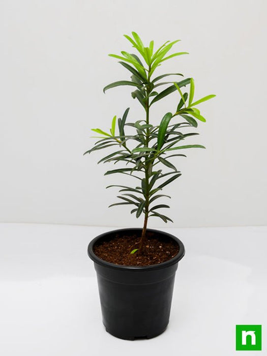 podocarpus macrophyllus - plant
