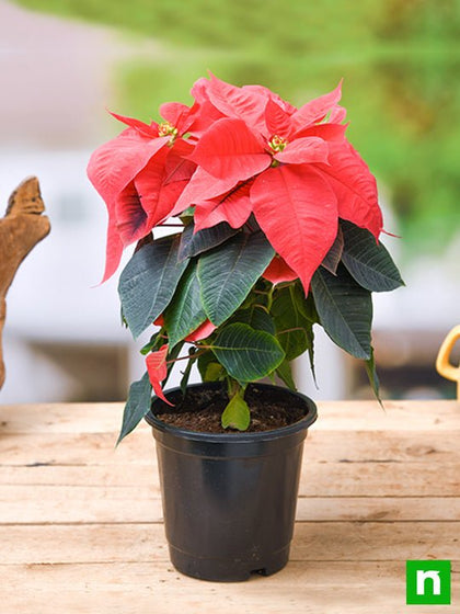 Buy Poinsettia, Christmas Flower (Red)