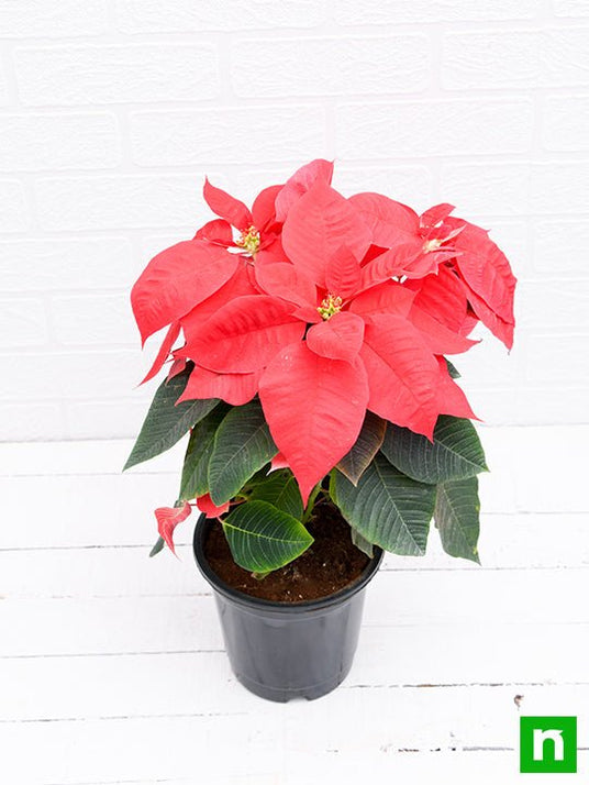 Buy Poinsettia, Christmas Flower (Red) - Plant online from Nurserylive ...