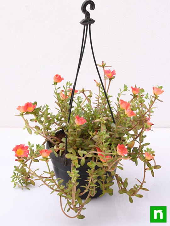 portulaca - plant