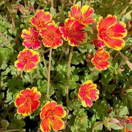 10 o'clock flower seeds Buy Portulaca, 10 O Clock (Sunrise)
