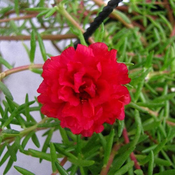 Buy Portulaca Plants online from Nurserylive at lowest price.