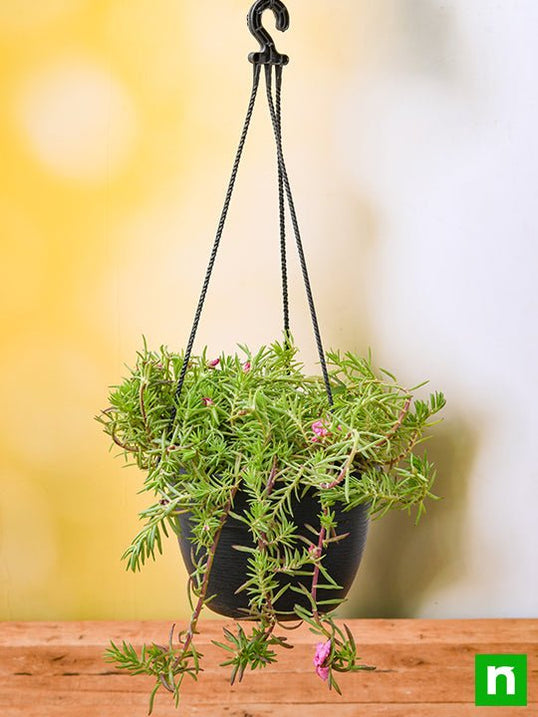 Buy Hanging Plants online from Nurserylive at lowest price.
