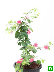 powder puff plant - plant