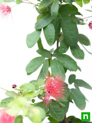 powder puff plant - plant