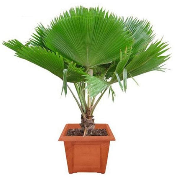 fiji fan palm - plant
