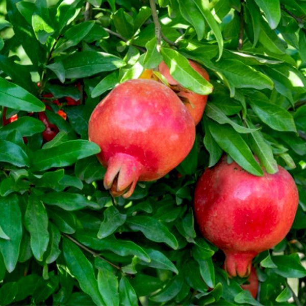 Punica Granatum, Pomegranate, Anar kg Seeds