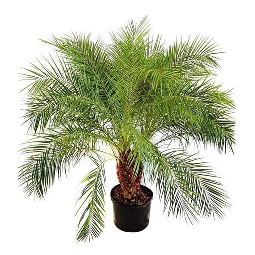 pygmy date palm - plant