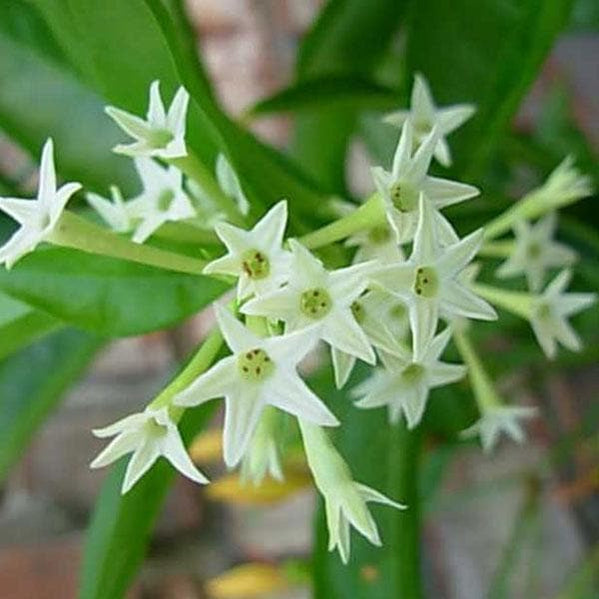 Buy Cassia fistula, Golden shower Tree, Bahava - Plant online from ...
