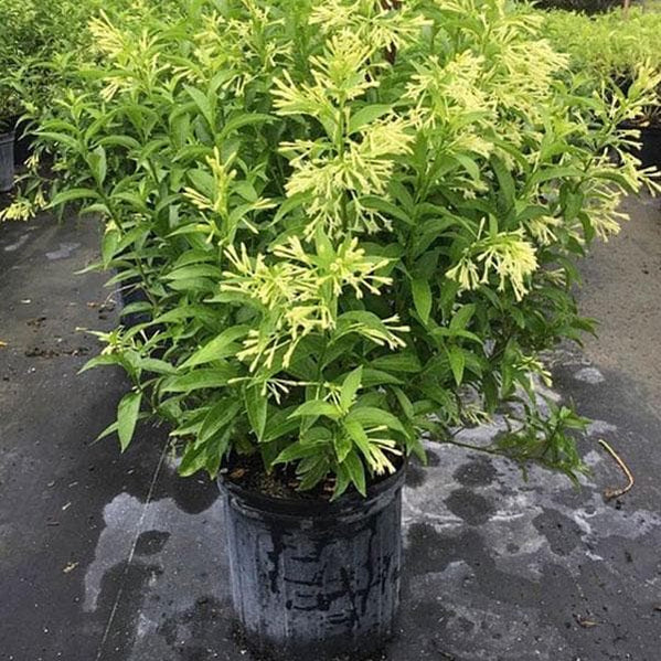 Buy Cassia fistula, Golden shower Tree, Bahava - Plant online from ...