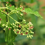 Red Sandalwood Tree, Chandan Tree - Plant