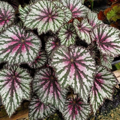 nurserylive-rex-begonia_420x.