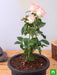 rose (peach) - plant