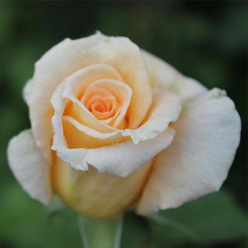 rose (light yellow) - plant
