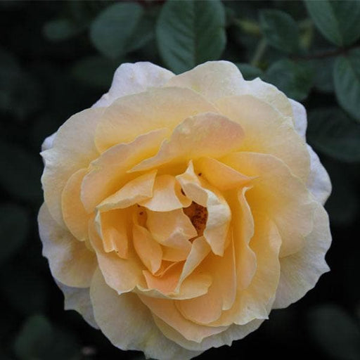 rose (light yellow) - plant