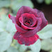 rose (maroon) - plant