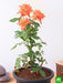 rose (orange) - plant