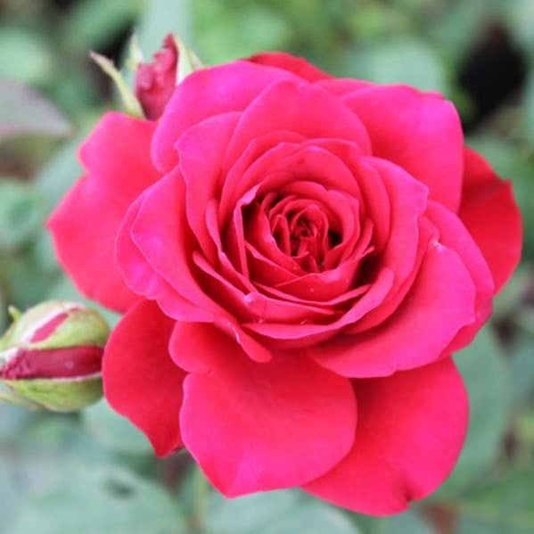 Buy Rose Plants online from Nurserylive at lowest price.