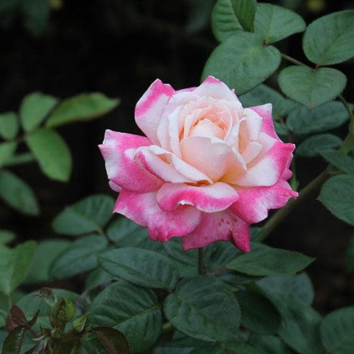 rose (white pink) - plant