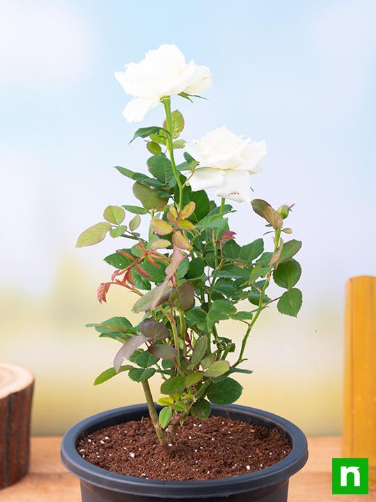Buy Rose (White) - Plant online from Nurserylive at lowest price.