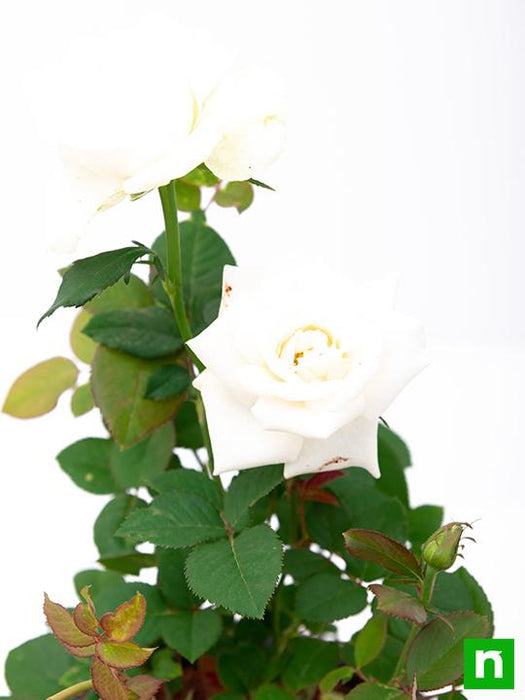 rose (white) - plant