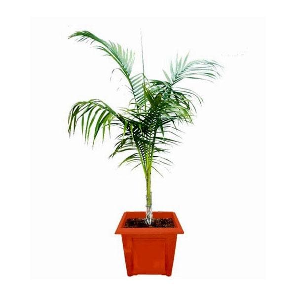 royal palm - plant