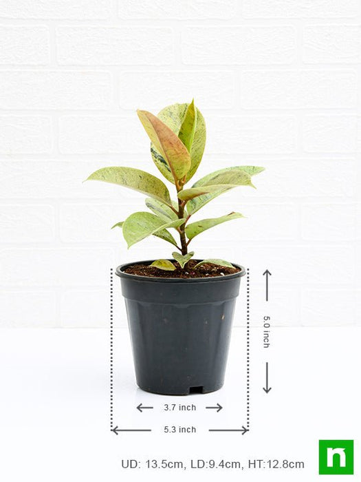 rubber tree - plant