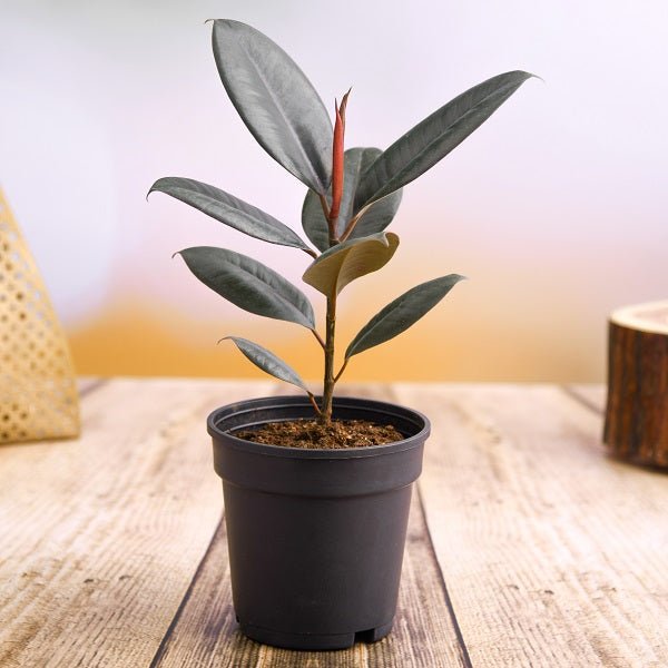 https://nurserylive.com/cdn/shop/products/nurserylive-rubber-tree-rubber-plant-ficus-elastica-small-plant-819163_600x600.jpg?v=1685457726