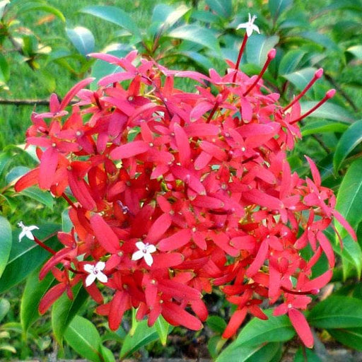 rubia ornamentale - plant