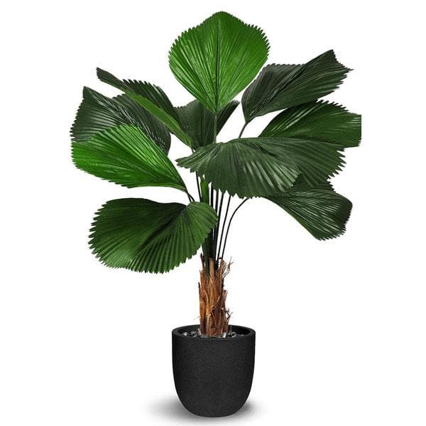 ruffled latan palm. - plant