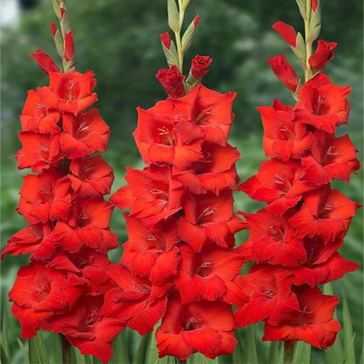 gladiolus (red beauty - bulbs (set of 10)