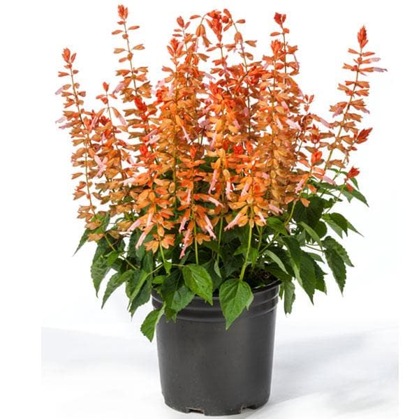 salvia splendens orange - plant