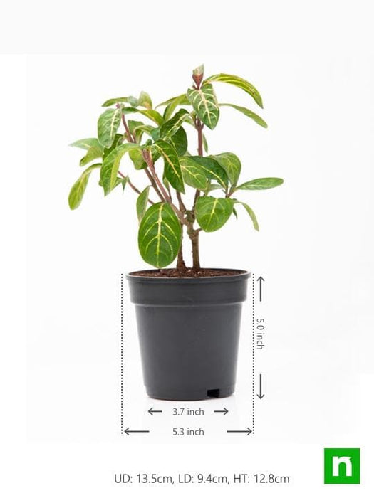 sanchezia nobilis - plant
