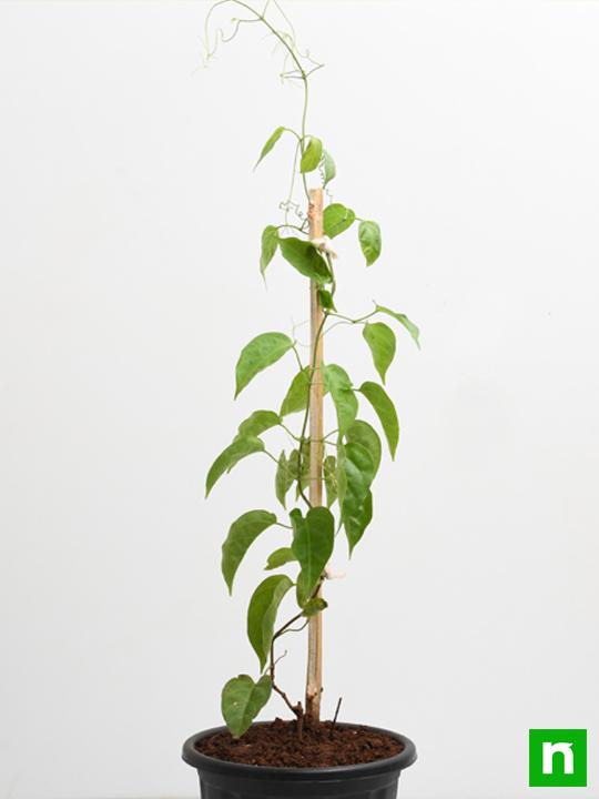 sankrant vel - plant